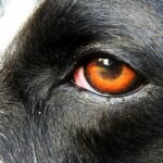 Pourquoi mon chien a les yeux rouges
